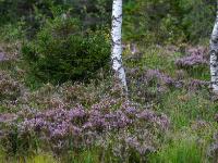 Teleblick zu blühender Besenheide,  Birkenstämme und junger Nadelbaum im Egerndacher Filz